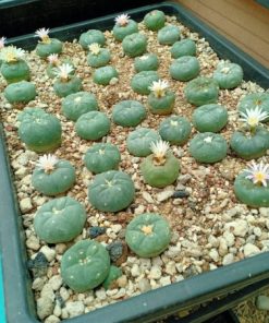 Alternative view of Lophophora Fricii unknow mix