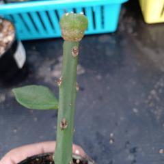 Alternative view of Pereskiopsis spathulata-10 cm Graft Stock