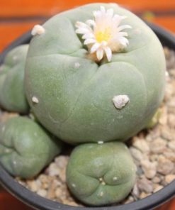 Alternative view of L. Diffusa Penamiller