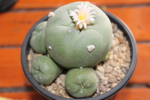 L. Diffusa Penamiller - Image 2