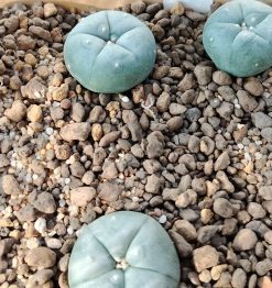 Alternative view of L.W variety Texas Rio Grande City cactus from 2.5 to 3cm diameters