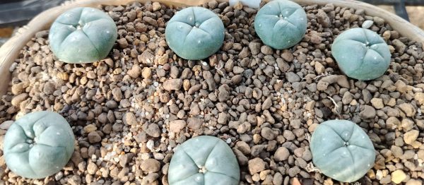 L.W variety Texas Rio Grande City cactus from 2.5 to 3cm diameters - Image 2