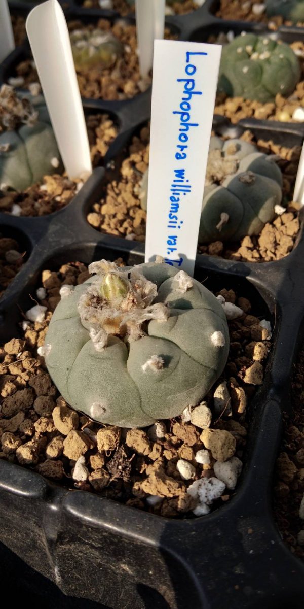 Medium Plant Labels for Cacti & Succulents – 10 Labels - Image 3