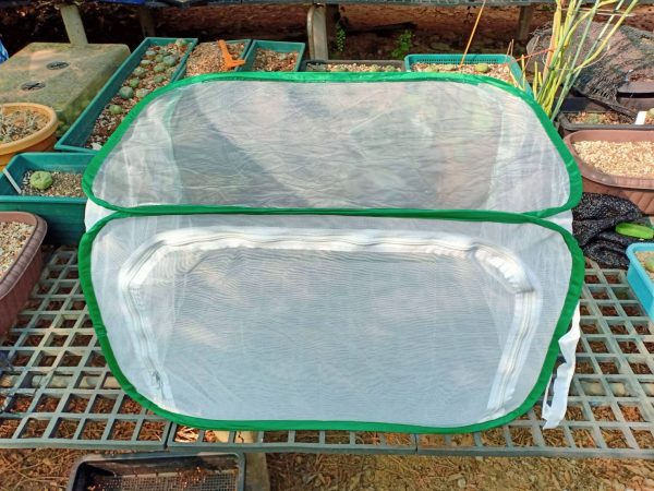 Mini Tent Greenhouse For Peyotes