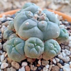 Alternative view of L.W variety La Perdida Caespitosa