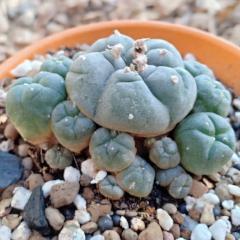 L.W variety La Perdida Caespitosa