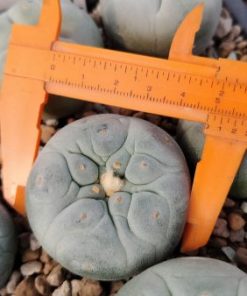 Alternative view of L. Fricii variety Super White cactus 3 to 4 cm diameter