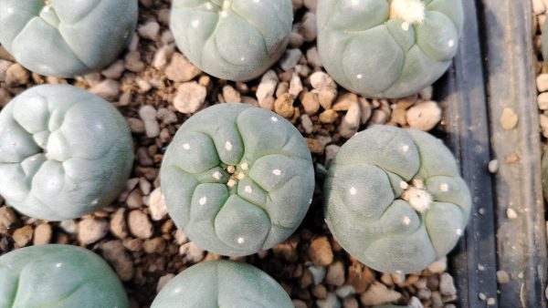 Lophophora Fricii cv Ooibo cactus plant 3 to 4 cm diameter - Image 3