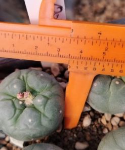 Alternative view of Lophophora Fricii cv Ooibo cactus plant 3 to 4 cm diameter