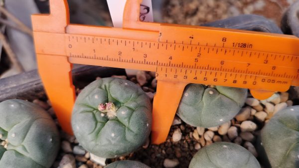 Lophophora Fricii cv Ooibo cactus plant 3 to 4 cm diameter - Image 2