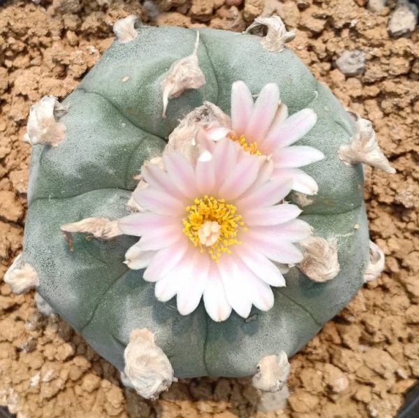 Lophophora Williamsii variety Solitaria