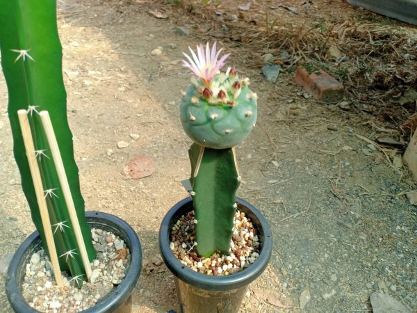 Hylocereus “Dragon Fruit” Cutting 10 to 15 cm high - Image 4