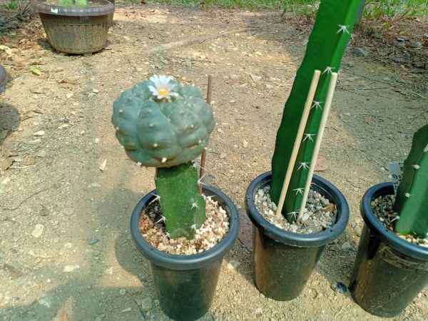 Hylocereus “Dragon Fruit” Cutting 10 to 15 cm high - Image 3