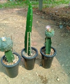 Alternative view of Hylocereus “Dragon Fruit” Cutting 10 to 15 cm high