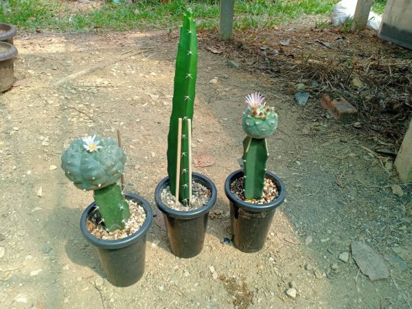 Hylocereus “Dragon Fruit” Cutting 10 to 15 cm high - Image 2