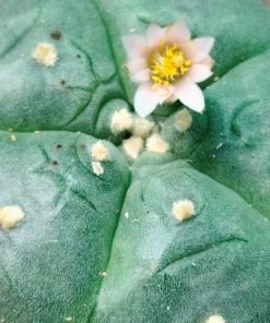 Alternative view of Lophophora Williamsii variety Durango