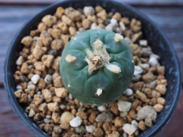 L. Koehresii cactus plant 2.5 to 3 cm diameter - Image 4
