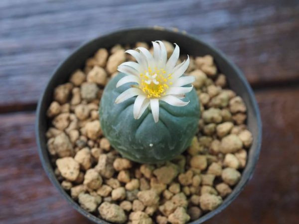 L. Koehresii cactus plant 2.5 to 3 cm diameter - Image 3