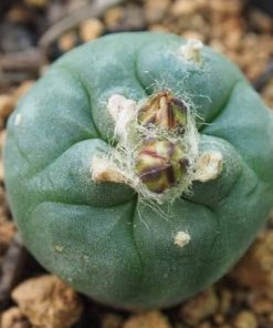L. Koehresii cactus plant 2.5 to 3 cm diameter
