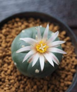 Alternative view of L. Koehresii cactus plant 2.5 to 3 cm diameter