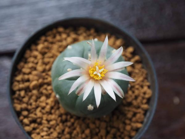 L. Koehresii cactus plant 2.5 to 3 cm diameter - Image 2