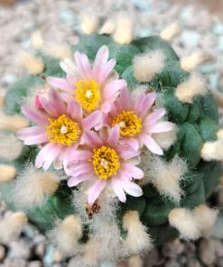 Alternative view of L. Fricii San Pedro