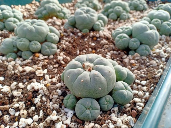 L.W variety Caespitosa in 8cm diameter pot - Image 3