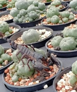 Alternative view of L.W variety Caespitosa in 8cm diameter pot