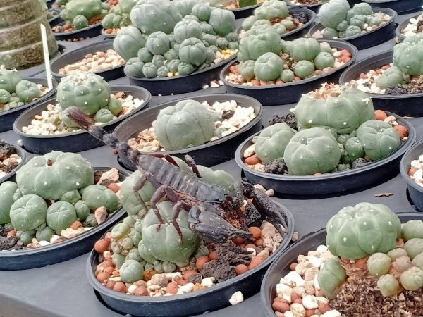 L.W variety Caespitosa in 8cm diameter pot - Image 2
