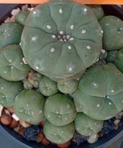 L.W variety Caespitosa in 8cm diameter pot