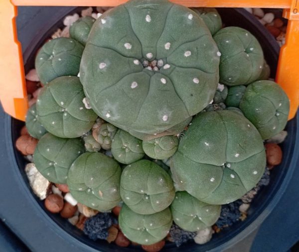 L.W variety Caespitosa in 8cm diameter pot