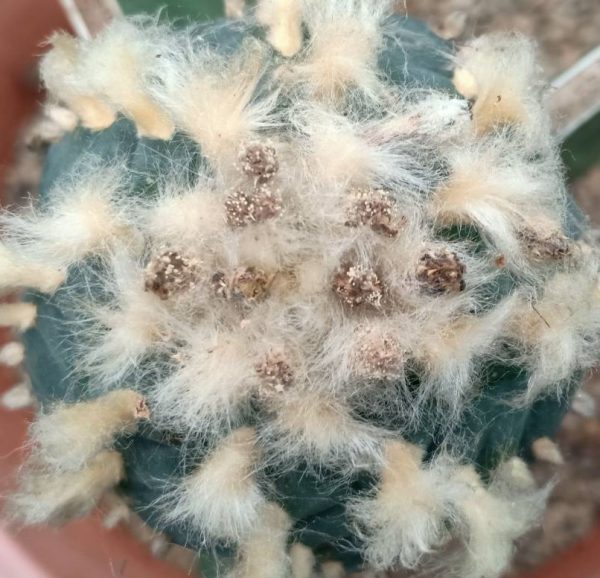 L. Fricii VM 680, SE of El Amparo, Coahuila