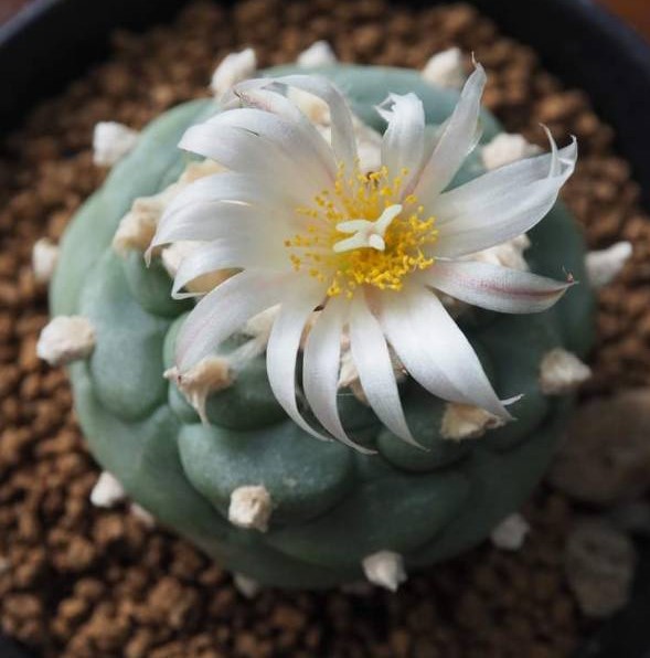 Lophophora koehresii variety La Morita S.L.P