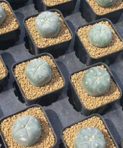 Alternative view of Lophophora Williamsii variety Ogata 2.5 to 3cm cactus plant