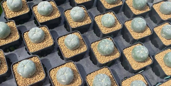 Lophophora Williamsii variety Ogata 2.5 to 3cm cactus plant - Image 2
