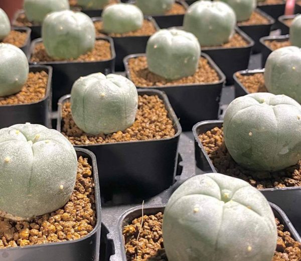 Lophophora Williamsii variety Ogata 2.5 to 3cm cactus plant - Image 3
