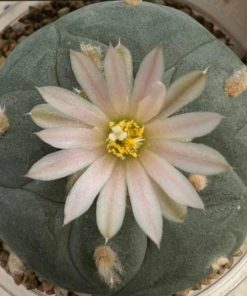 L. Diffusa var. Fricii Forma Albiflora