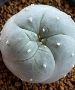 Alternative view of Lophophora Williamsii variety Weisse Bluete