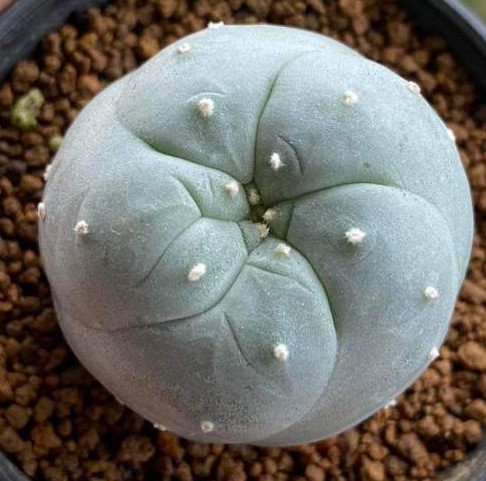 Lophophora Williamsii variety Weisse Bluete - Image 2
