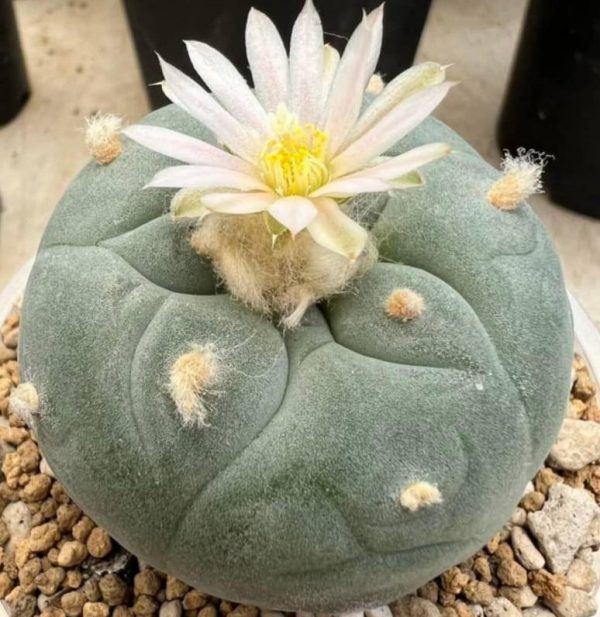 L. Diffusa var. Fricii Forma Albiflora - Image 2