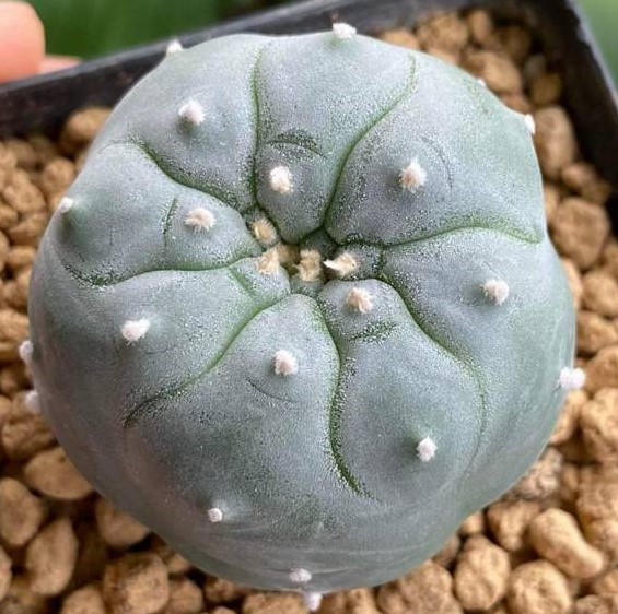 Lophophora Williamsii variety Weisse Bluete - Image 3