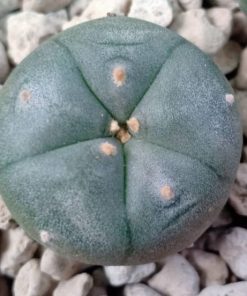 L.W Tecolote 2.5cm diameter