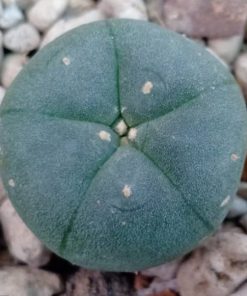 L.W variety Solitaria 2.5cm diameter