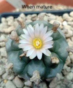Alternative view of L.W Tecolote 2.5cm diameter