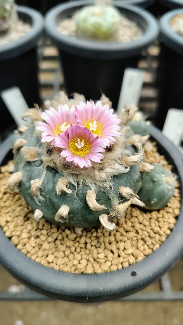 L.fricii cv Ibo Ginkamuri - Image 3