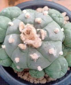 Alternative view of Lophophora Williamsii Caespitosa 10cm