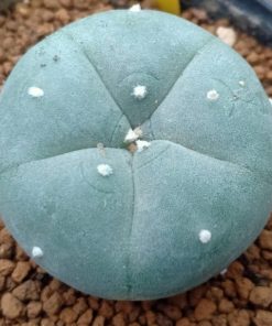 L.W variety Pentagona 2.5cm diameter
