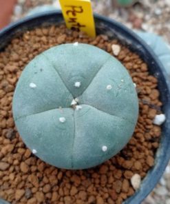 Alternative view of L.W variety Pentagona 2.5cm diameter