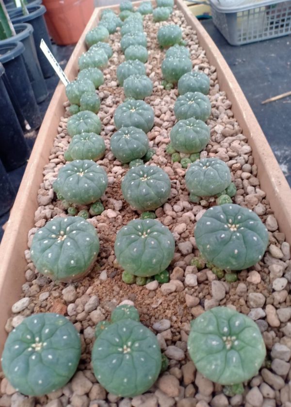 L.W Jourdaniana plant 4 to 4.5cm - Image 3