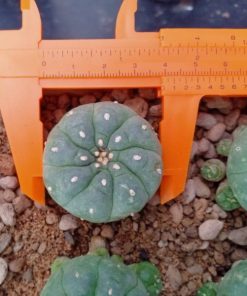 Alternative view of L.W Jourdaniana plant 4 to 4.5cm
